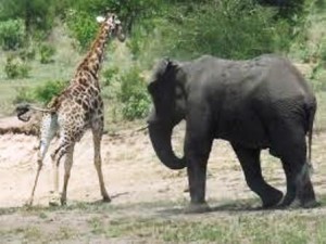 Un éléphant charge une giraffe dans la savane africaine via wikipedia.org cc